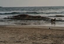 आरे-वारे समुद्रकिनाऱ्यावर आढळला महाकाय व्हेल माशाचा मृतदेह