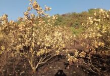 तळवडे येथे वणव्यात काजू बाग जळून खाक
