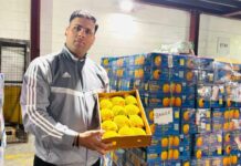 प्रतिकूल परिस्थितीवर मात करत हापूस थेट ‘युके’त