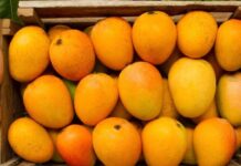 हापूस ‘डझना’ऐवजी ‘शेकड्या’वर