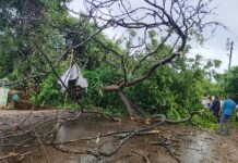 शिरगाव-गडगेवाडी येथे रस्त्यावर झाड कोसळले; रत्नागिरी- गणपतीपुळे मार्ग ठप्प