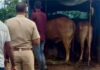 ग्रामस्थांच्या सतर्कतेमुळे बैल तस्करीचा प्रयत्न उधळला; टेम्पोसह पाच बैलांची सुटका