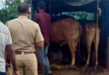 ग्रामस्थांच्या सतर्कतेमुळे बैल तस्करीचा प्रयत्न उधळला; टेम्पोसह पाच बैलांची सुटका