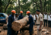 अंगावर लाकूड पडून कामगाराचा मृत्यू