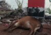 वीज वाहिनीचा धक्का लागून गायीचा मृत्यू