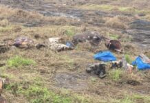 फणसवळे येथे सापडले गुरांचे अवयव; अज्ञातांविरुद्ध गुन्हा दाखल