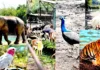 मालगुंड येथील प्राणी संग्रहालयासाठी ११५ कोटी ४२ लाखांची ई-निविदा