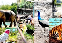 मालगुंड येथील प्राणी संग्रहालयासाठी ११५ कोटी ४२ लाखांची ई-निविदा