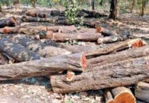 राजापूर तळगाव येथे खैराची झाडे चोरीला