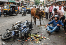 कोकणनगर येथे उनाड बैलाची दुचाकीला धडक; तरुण गंभीर जखमी