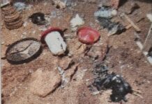 करंबेळे शेवरवाडीत बिबट्याच्या हल्ल्यात ५० कोंबड्या ठार