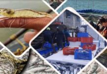 रत्नागिरीत मत्स्यव्यवसाय विभागाचा कारभार रामभरोसे