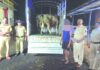 लांजा गोविळ येथे गुरांची निर्दय वाहतूक