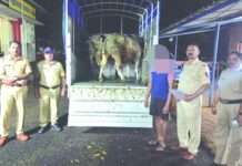 लांजा गोविळ येथे गुरांची निर्दय वाहतूक