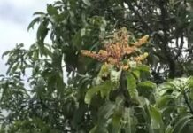 आश्चर्य! भर पावसात हापूसला फुटला मोहोर