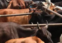 साडवली येथे बैलांची अवैध वाहतूक; पिकअपसह ३.३० लाखांचा मुद्देमाल जप्त