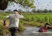 नदीकाठी फेरफटका मारण्यासाठी गेलेल्या वृद्धाचा मधमाशांच्या हल्ल्यात मृत्यू