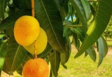 हापूसला अखेर ई-पीक पाहणीत स्वतंत्र ओळख