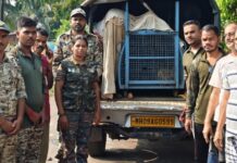 रानपाट येथे कोंबड्यांच्या खुराड्यात शिरलेला बिबट्या जेरबंद