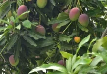 निवेंडी येथील मँगो पार्कचा मार्ग सुकर!