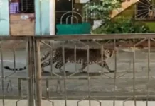 खेडशी-पारसनगरमध्ये नवरात्रोत्सव मंडपाजवळ बिबट्याचा मुक्तसंचार