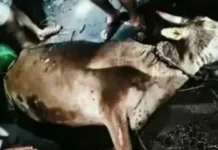 दहागावात गुरांच्या गोठ्याला भीषण आग
